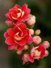 May Be It Early But Never Too Late Happy Cny Flowers Photography Rare Flowers Pretty Flowers