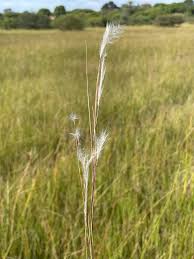Image result for Andropogon eucomus