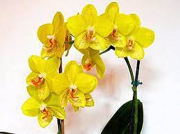 Questo è il colore naturale dell'orchidea. Orchidea Gialla Descrizione Della Specie E Delle Sue Varieta Foto Di Piante In Macchioline Solo Color Limone E Altre Nonche Caratteristiche Di Cura E Riproduzione Produzione Vegetale