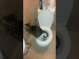 Tuvalet Egitimli Kedi Youtube