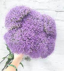54 отметок «нравится», 4 комментариев — little acre flowers (@littleacreflowers) в instagram: Little Acre Flowers On Instagram Things Are Looking Very Seussian Around Here Like This Trachellium Just In From Butterbee Farm Flowers Flower Farm Bloom