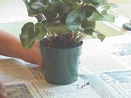 Use dryer sheets to keep gnats away the scent of fabric softener sheets tends to smell like lemon balm, lavender, scented geranium, and other various gnat repelling plants. How To Get Rid Of Indoor Gnats Youtube
