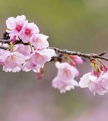 Mengenal Asuransi Jiwa Perusahaan Asuransi Jiwa Terpercaya Chisa Coeg Cherry Blooms Cherry Blossom Flowers Blossom Flower