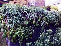 Hardy in usda zones 7 through 9, carolina jasmine tends to climb more quickly when grown in shady conditions, reaching lengths of 20 feet. 13 Best Evergreen Vine Climbers