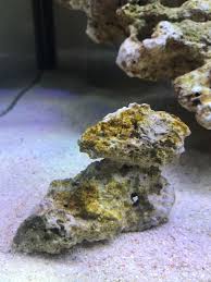We did not find results for: Are They Coralline Algae Or Nasty Diatoms Beginners Discussion Nano Reef Community