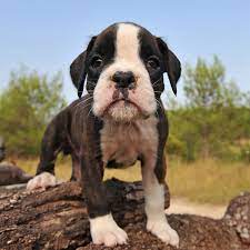 They have a playful personality & are an ideal family pet. 1 Boxer Puppies For Sale In Orlando Fl Uptown Puppies