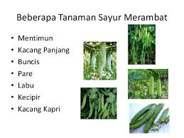 Beberapa jenis tanaman yang ada di muka bumi, ada yang tumbuh sebagai tumbuhan merambat sepanjang hidupnya, sedangkan beberapa hanya merambat pada saat tertentu saja. Tanaman Sayur Merambat Diploma