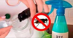 Epingle Par Chaibya Sur Pratique Inventifs Astuce Naturelle Attrape Mouche Trucs Et Astuces
