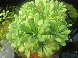 Image result for Samolus