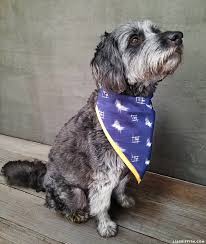 This is the perfect sewing project for beginners! Make An Easy Diy Dog Bandana