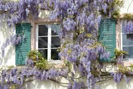 How To Grow Wisteria From Seeds Hunker Wisteria Plant Butterfly Garden Plants Plants