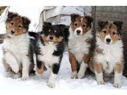 The original name was shetland collie. Shetland Sheepdog Puppies In Iowa