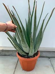 From mudanews.com saat ini lidah buaya bisa ditemukan di afrika utara, timur tengah, mediteranian, asia, amerika tengah dan selatan. Beli Dicari Bibit Lidah Buaya Jenis Barbadensis Dengan Jumlah Besar Bara Yohantomo Agromaret