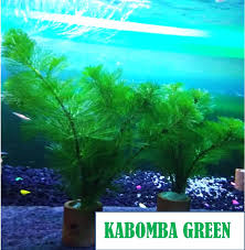 Check spelling or type a new query. Tanaman Hias Aquarium Aquascape Green Cabomba Per 1 Pot Lazada Indonesia