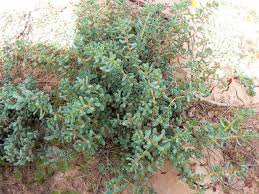 Image result for Suaeda