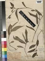 Image result for Commelina zambesica