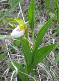 These are small to medium sized and cypripedium (ladyslipper orchid) is a genus of woodland garden plants that are among the most desired of all hardy orchids for sale, despite their. Cypripedium Candidum Wikipedia