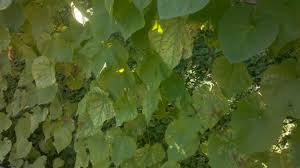 When should you plant morning glory seeds? How Do I Encourage Morning Glories To Bloom Gardening Landscaping Stack Exchange