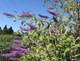 A collaborative project to promote seasonal washington flowers and the farmers that grow them, funde. Washington State Noxious Weed Control Board