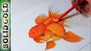 Butterfly tail, telescope eye goldfish drawing! Red Oranda River Solid Gold Sketchbook By Solid Gold Aquatics