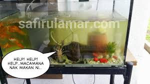 Najib 'tok dalang' src, darurat ada udang sebalik batu, skmm perlu tegas hapus judi! Ada Udang Di Sebalik Batu