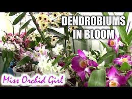 Youtube Dendrobium Nobile Orchids Beautiful Orchids