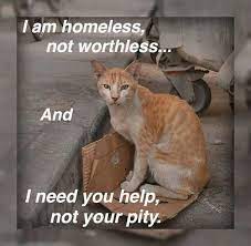 That Doesn T Necessarily Mean You Have To Take Every Stray Cat Home There Are Other Things You Can Do Such As Notifying A Res Feral Cats Cats Animal Rescue