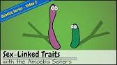 Allele , gene locus , and chromosome. Alleles And Genes Youtube