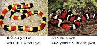 Coral Snake Vs King Snake Google Search Coral Snake Animals Wild Black And Red