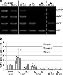 Image result for Streptocarpus glandulosissimus