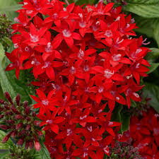 Image result for Pentas longiflora