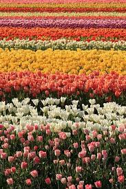 Skagit Valley Tulip Festival Skagit Valley Tulip Festival Flowers Flower Field