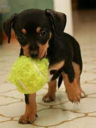 Pin By Eva Kaufman On Cute Things Chiweenie Puppies Cute Animals Chiweenie