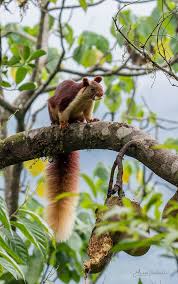 It is more active in the early and late hours of. Discover Photos Of Oriental Giant Squirrels Jungledragon