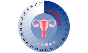 Ist da vielleicht ein leichtes ziehen im unterleib? Eisprungkalender Die Fruchtbaren Tage Berechnen Pampers