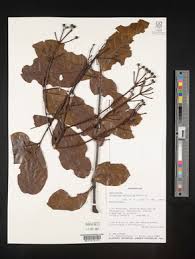 Image result for Polyscias kivuensis