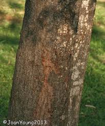 Image result for Cassia abbreviata