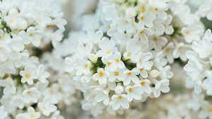 Cool 4k wallpapers ultra hd background images in 3840×2160 resolution. Pin By Dada On Youtube Backgrounds White Flowers White Flower Wallpaper White Flower Background