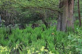 Waldgarten Pflanzen Die Im Schatten Wachsen Stilvolles Design Einfach Gepflanzt In 2020 Schattenpflanzen Garten Waldgarten Schattenpflanzen