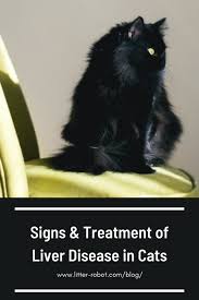 Signs Treatment Of Liver Disease In Cats Litter Robot Blog