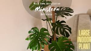 We did not find results for: Install Moss Pole With Large Monstera Deliciosa Step By Step Guide Swiss Cheese Plant Youtube