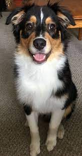 Australian Shepherd Puppy Black Tri Aussie Australian Shepherd Australian Shepherd Puppy Black Puppies