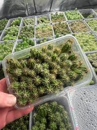 Image result for Rytigynia lewisii