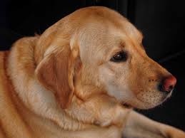 Hombre enfermo de cáncer y su perrito mueren con una hora de diferencia