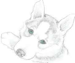 Colorful pages ideas paper refundable cute unbelievable. Siberian Husky Puppies Coloring Pages Dog Coloring Page Puppy Coloring Pages Husky Colors
