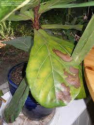 Environmental factors that can cause yellow leaves on your fiddle leaf fig: Beginner Gardening Newly Aquired Fiddle Leaf Figbrown Spots And Yellowing Lea 1 By Jlisiewski