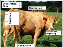 2018 Heat Stress In Cattle Teagasc Agriculture And