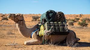 So what makes the camel so special? An Oasis Rediscovered Finding The Lost Wells Of The Simpson Desert Abc News Australian Broadcasting Corporation