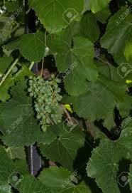 They also have tenacious woody root systems that can persist for years, one reason why some people refer to wild grapes as weeds. River Bank Wild Grape Vitis Riparia Vine Growing Green Grapes Stock Photo Picture And Royalty Free Image Image 41681033