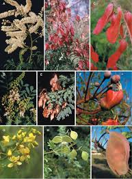 Image result for Pterolobium stellatum